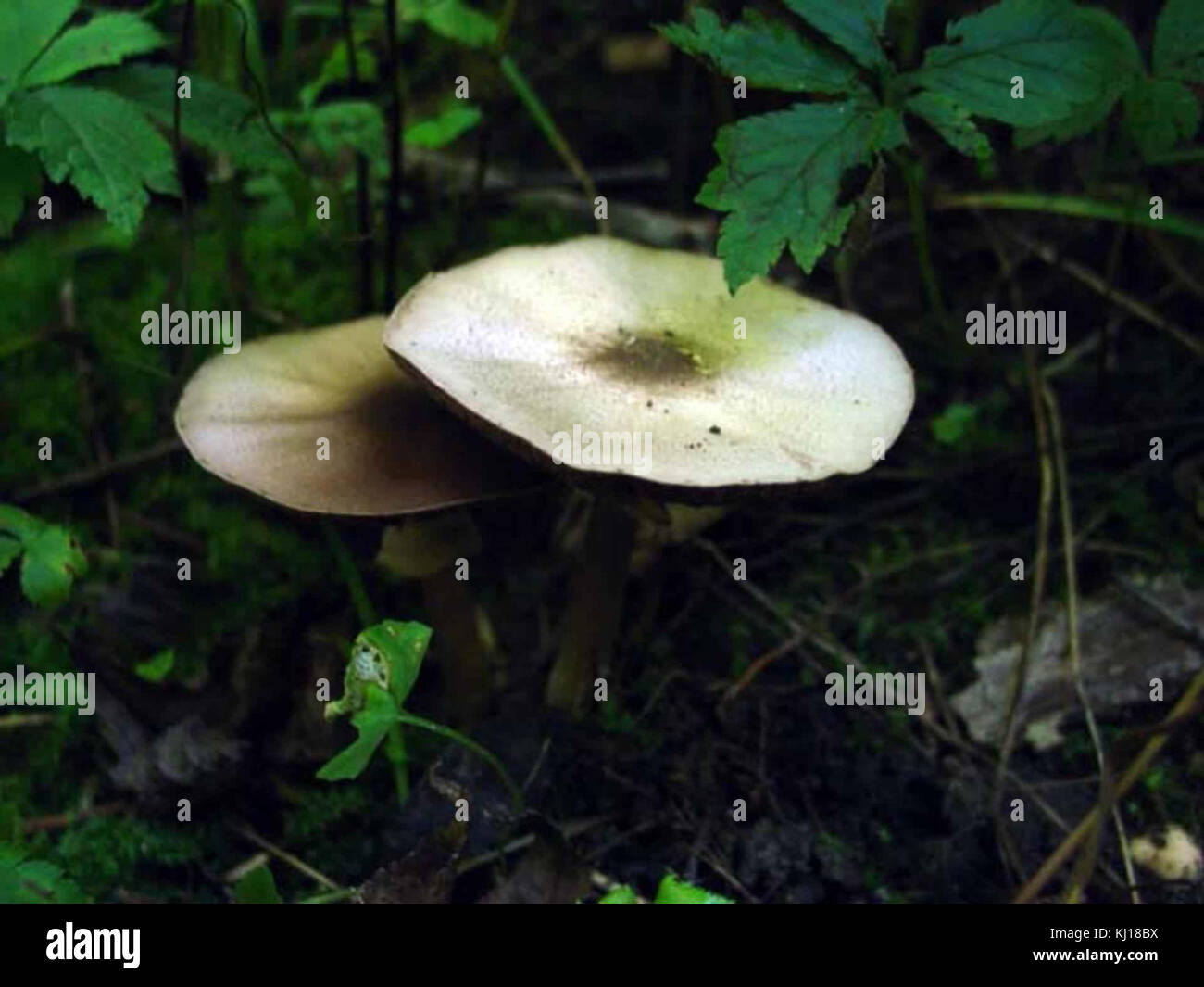 Le champignon mica Cup (Coprinus micaceus) est un petit champignon comestible que l'on trouve couramment en grappes sur le bois en décomposition. Son nom vient de l'aspect étincelant et mica de sa casquette. Il fait partie du genre Coprinus, connu pour ses caractéristiques distinctives et ses modes de croissance dans les environnements humides. Banque D'Images