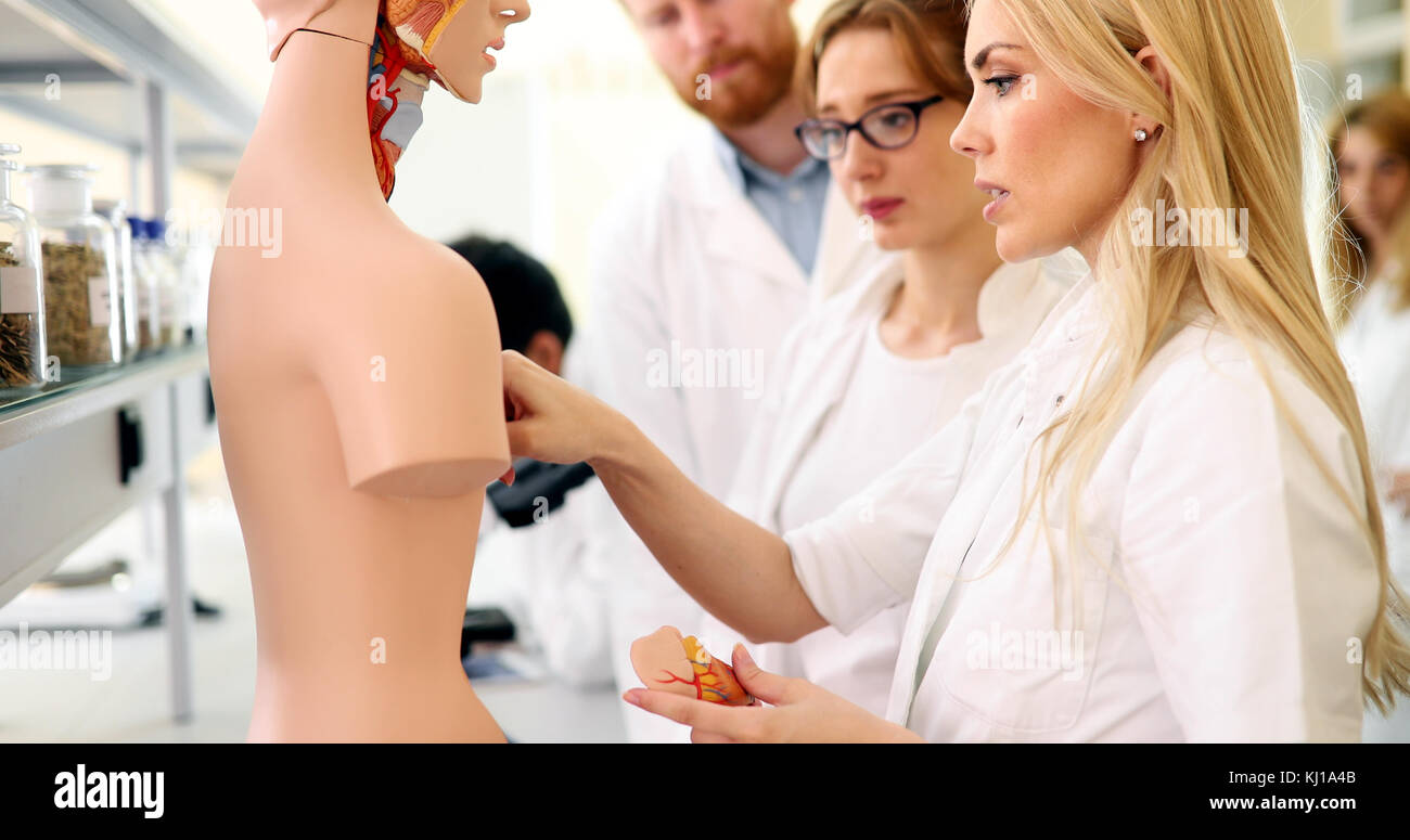 Les étudiants de médecine de l'examen de modèle anatomique en classe Banque D'Images