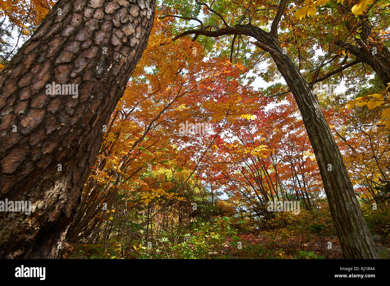 Le feuillage à l'automne magique soraksan national park Banque D'Images