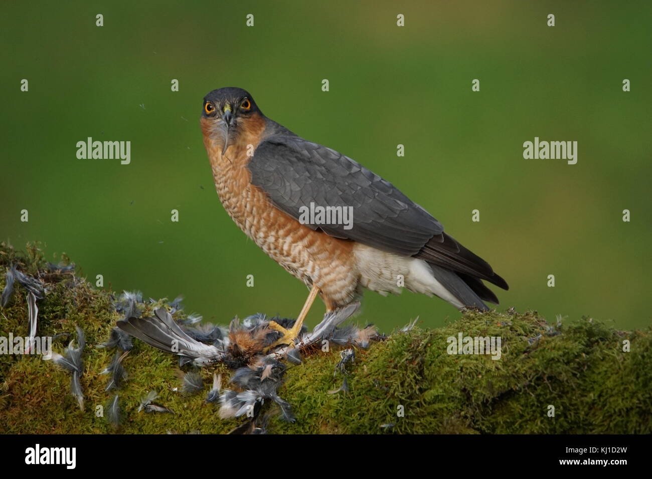 Fauve et de plumes Banque D'Images