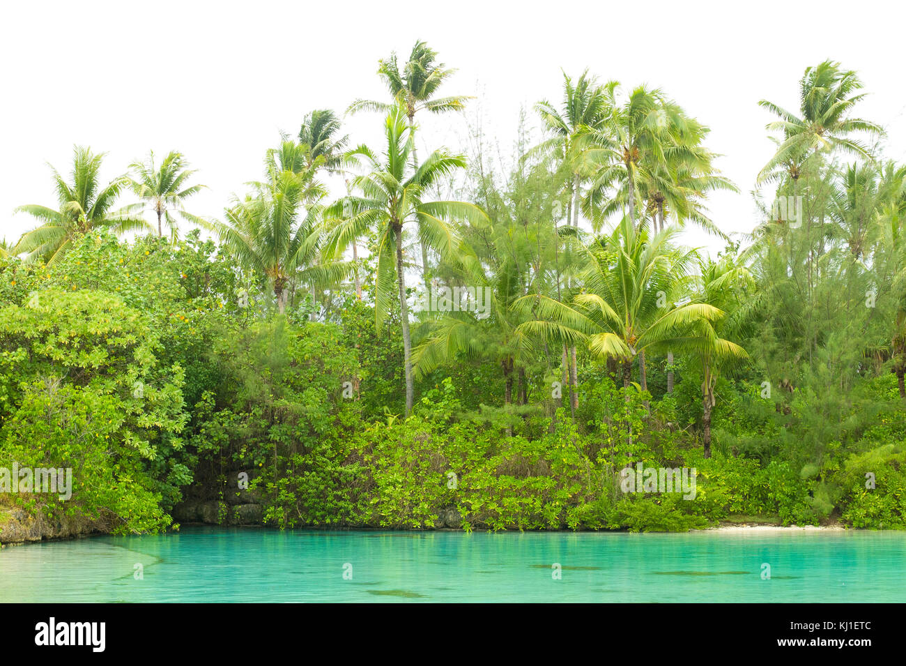 Palmiers et végétation dense entourant un lagon de Bora Bora, Polynésie française. Banque D'Images