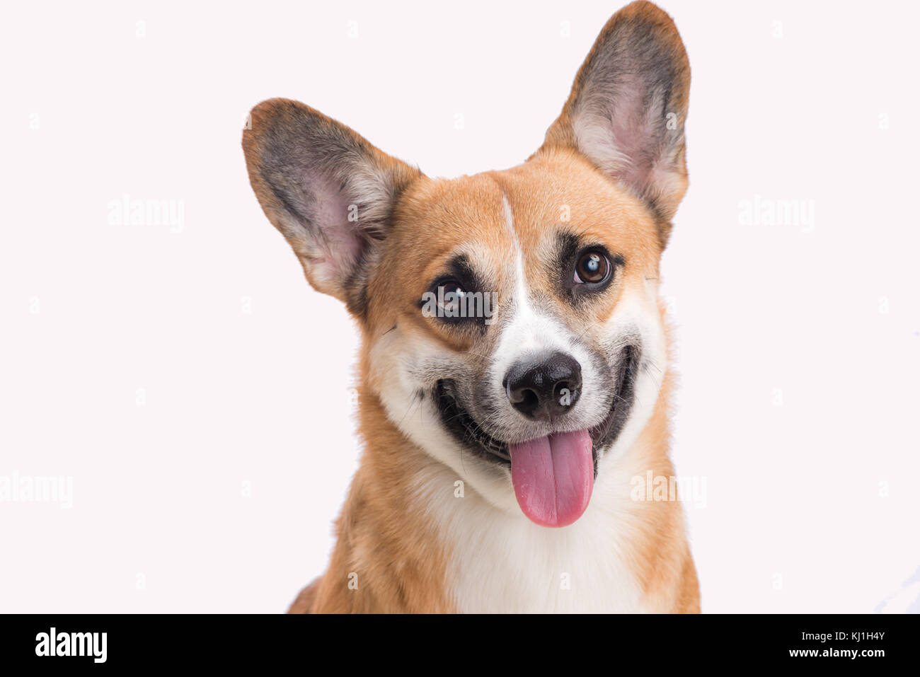 Portrait d'un chien Welsh Corgi Pembroke en studio devant un fond blanc Banque D'Images