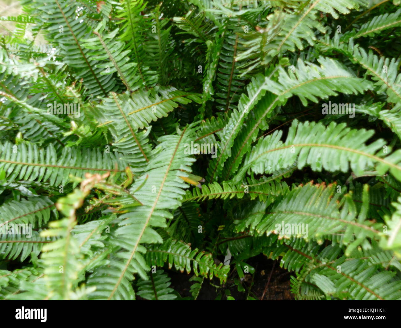 Une fougère est membre d'un groupe d'environ 10 560 espèces connues de plantes vasculaires qui se reproduisent par des spores et n'ont ni fleurs ni graines. Ils diffèrent des mousses en étant vascular Banque D'Images