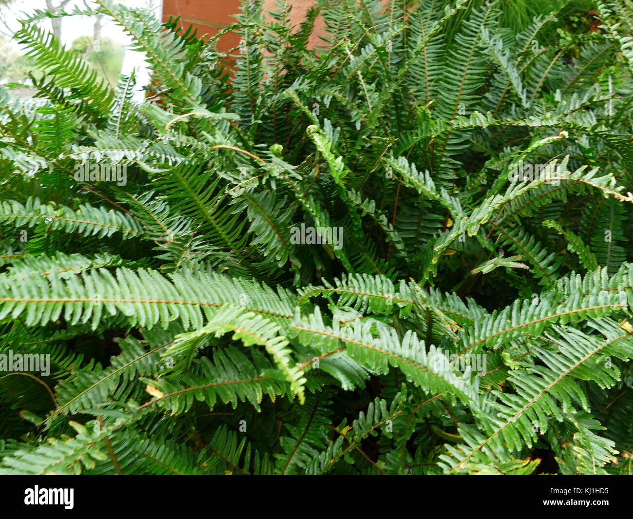 Une fougère est membre d'un groupe d'environ 10 560 espèces connues de plantes vasculaires qui se reproduisent par des spores et n'ont ni fleurs ni graines. Ils diffèrent des mousses en étant vascular Banque D'Images