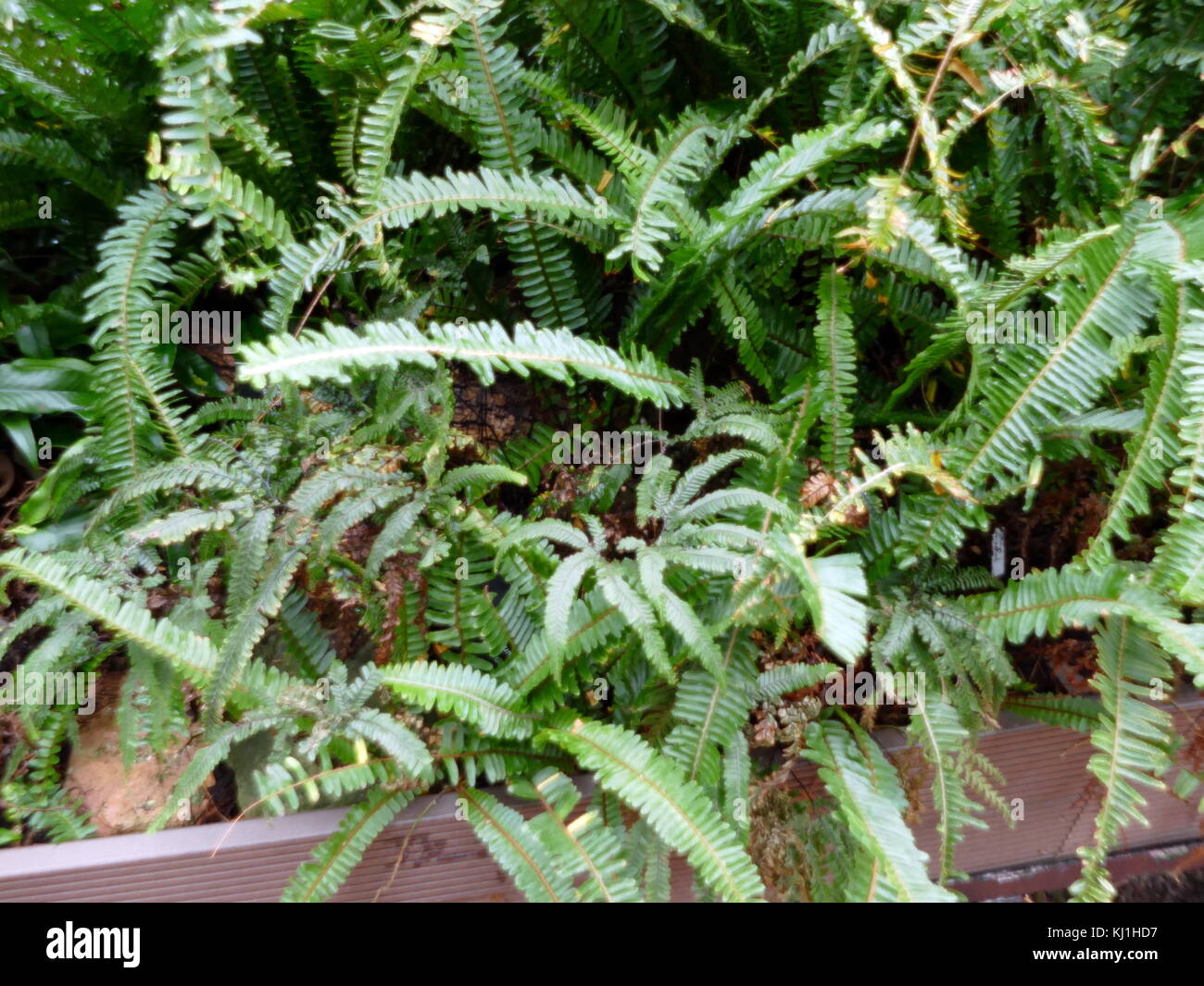 Une fougère est membre d'un groupe d'environ 10 560 espèces connues de plantes vasculaires qui se reproduisent par des spores et n'ont ni fleurs ni graines. Ils diffèrent des mousses en étant vascular Banque D'Images