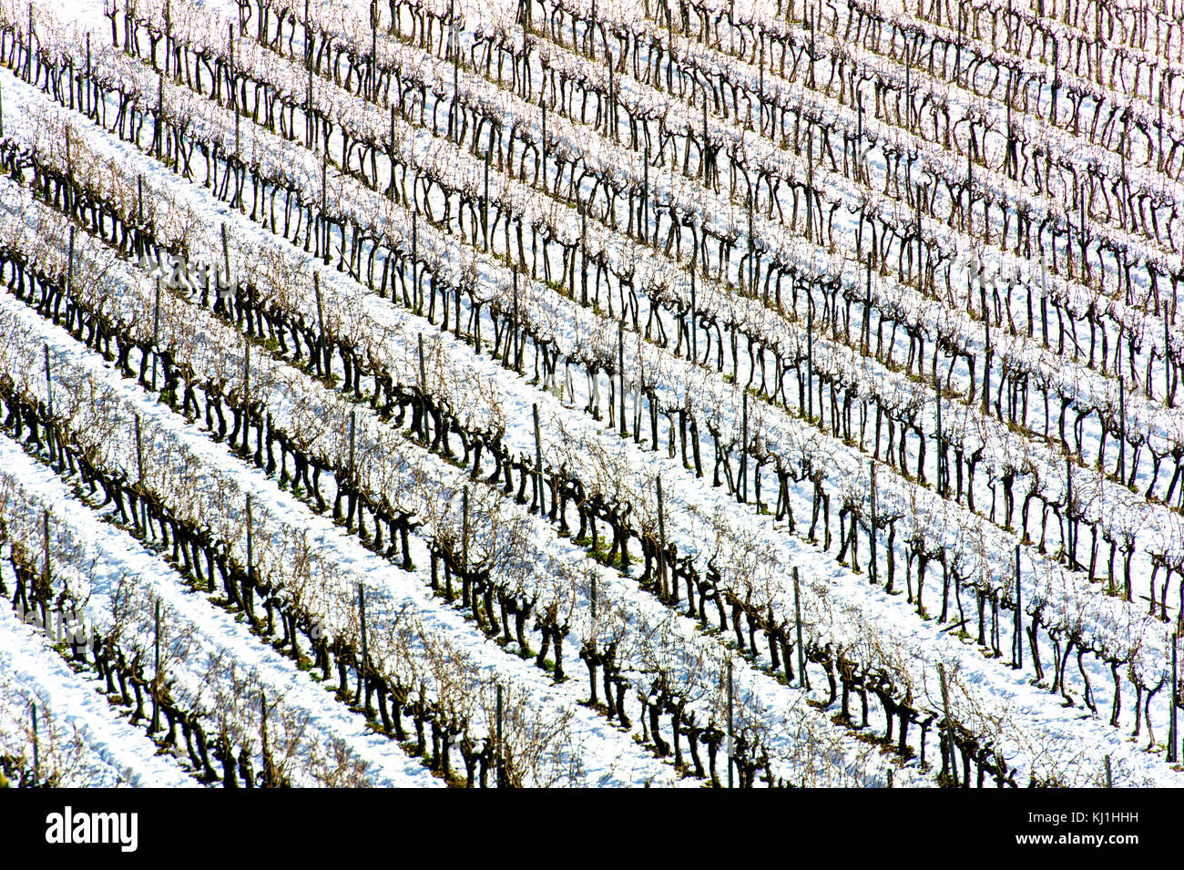 Europe, France, Fayence, Var. Vignes sous la neige. Banque D'Images