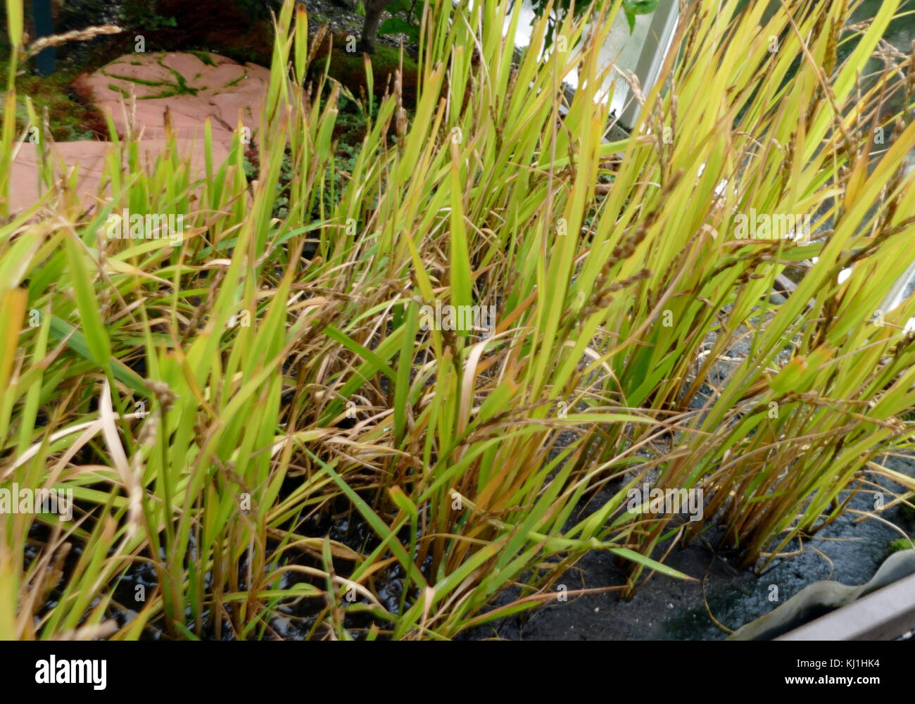 Les plants de riz de graminées Oryza sativa (riz asiatique). Comme une céréale, c'est le plus consommé des aliments de base pour une grande partie de la population humaine, en particulier en Asie. C'est le produit agricole avec le troisième niveau le plus élevé de la production mondiale, après la canne à sucre et le maïs, Banque D'Images