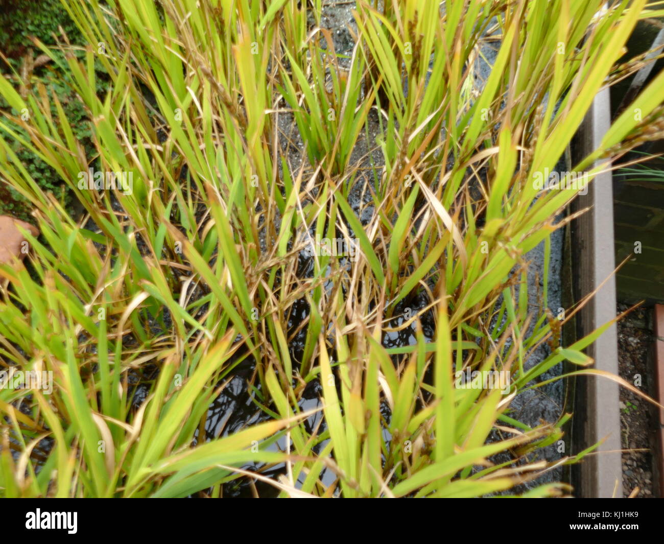 Les plants de riz de graminées Oryza sativa (riz asiatique). Comme une céréale, c'est le plus consommé des aliments de base pour une grande partie de la population humaine, en particulier en Asie. C'est le produit agricole avec le troisième niveau le plus élevé de la production mondiale, après la canne à sucre et le maïs, Banque D'Images