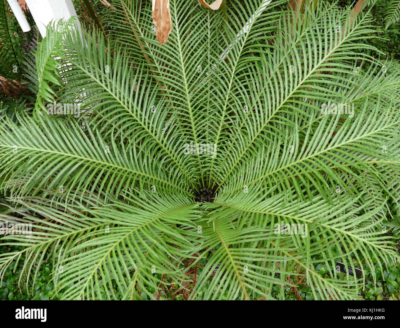 Blechnum gibbum (communément appelé dame d'argent) est une 'hard fern' du genre Blechnum dans la famille Blechnaceae. Banque D'Images