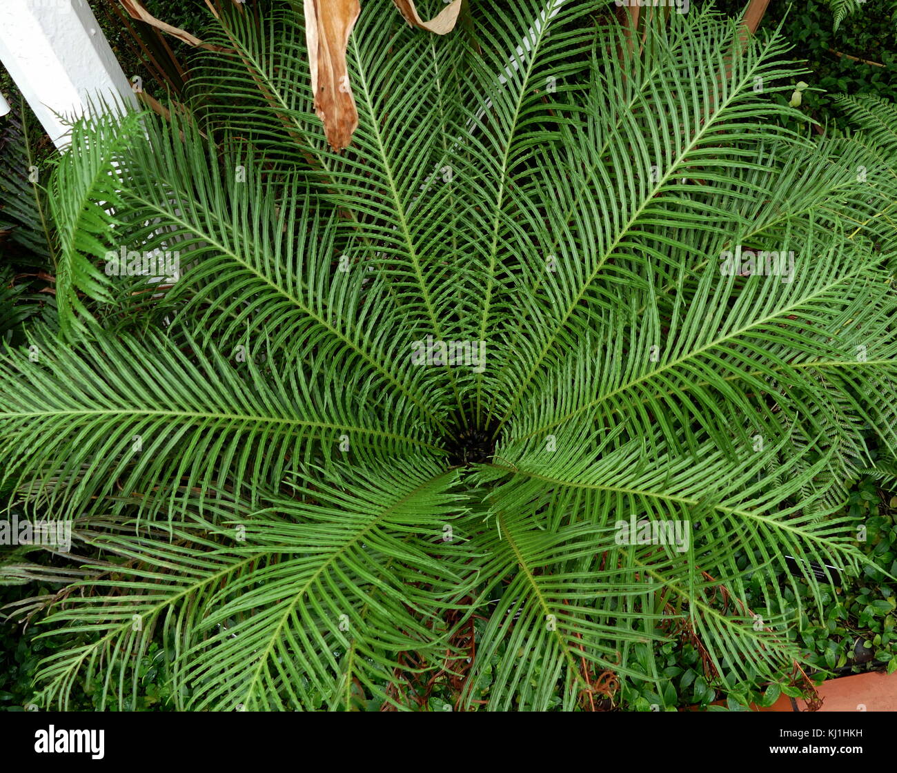 Blechnum gibbum (communément appelé dame d'argent) est une 'hard fern' du genre Blechnum dans la famille Blechnaceae. Banque D'Images