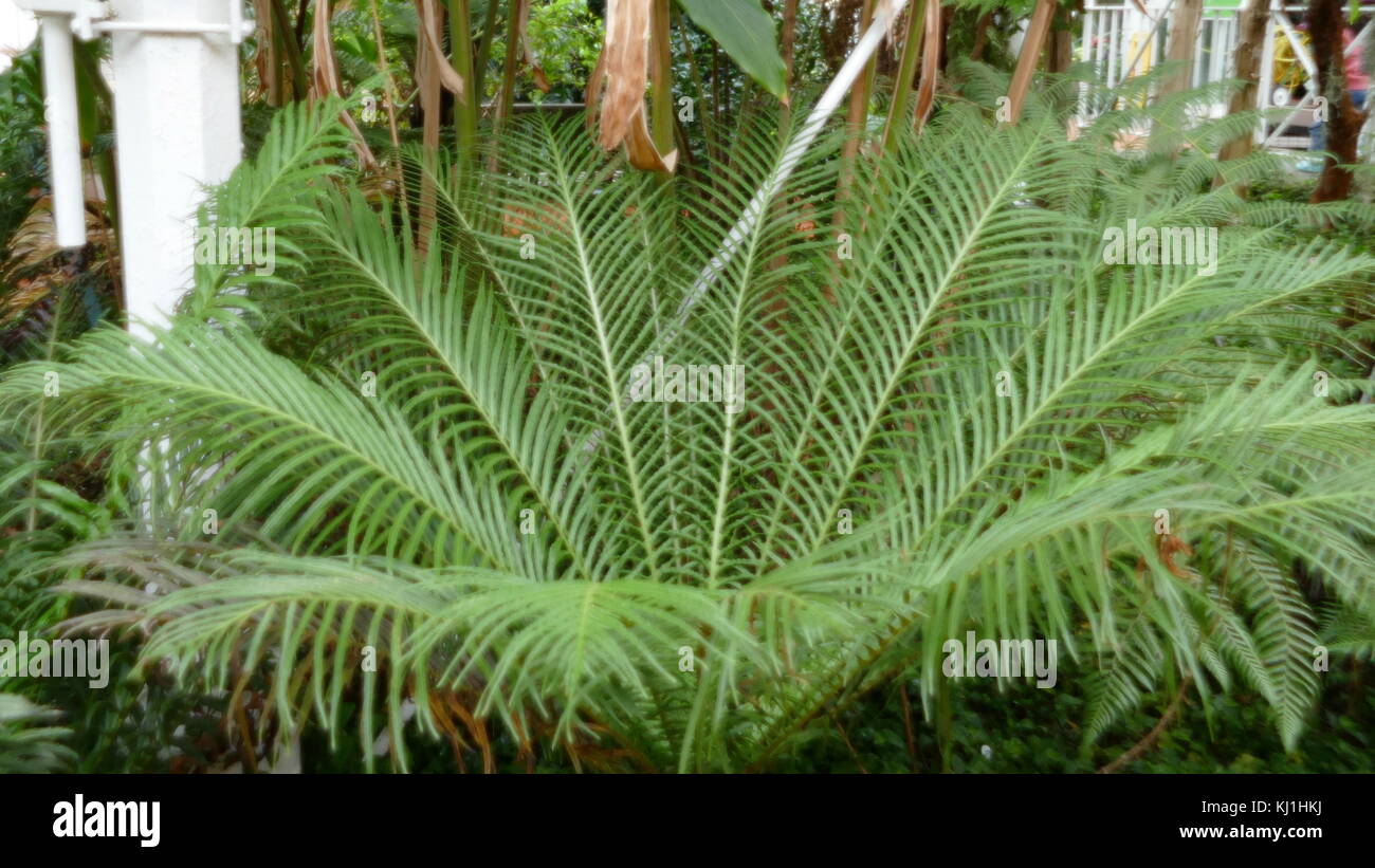 Blechnum gibbum (communément appelé dame d'argent) est une 'hard fern' du genre Blechnum dans la famille Blechnaceae. Banque D'Images