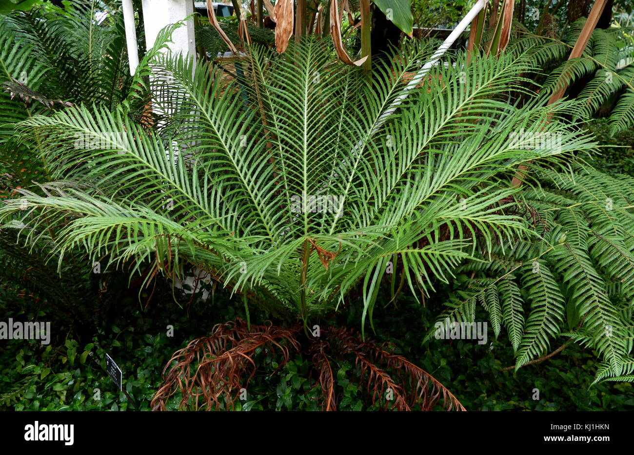Blechnum gibbum (communément appelé dame d'argent) est une 'hard fern' du genre Blechnum dans la famille Blechnaceae. Banque D'Images