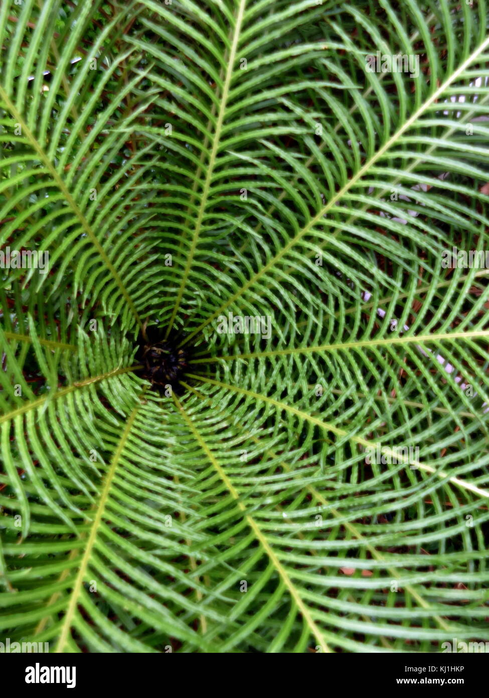 Blechnum gibbum (communément appelé dame d'argent) est une 'hard fern' du genre Blechnum dans la famille Blechnaceae. Banque D'Images