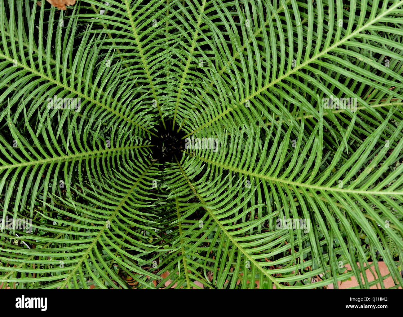 Blechnum gibbum (communément appelé dame d'argent) est une 'hard fern' du genre Blechnum dans la famille Blechnaceae. Banque D'Images