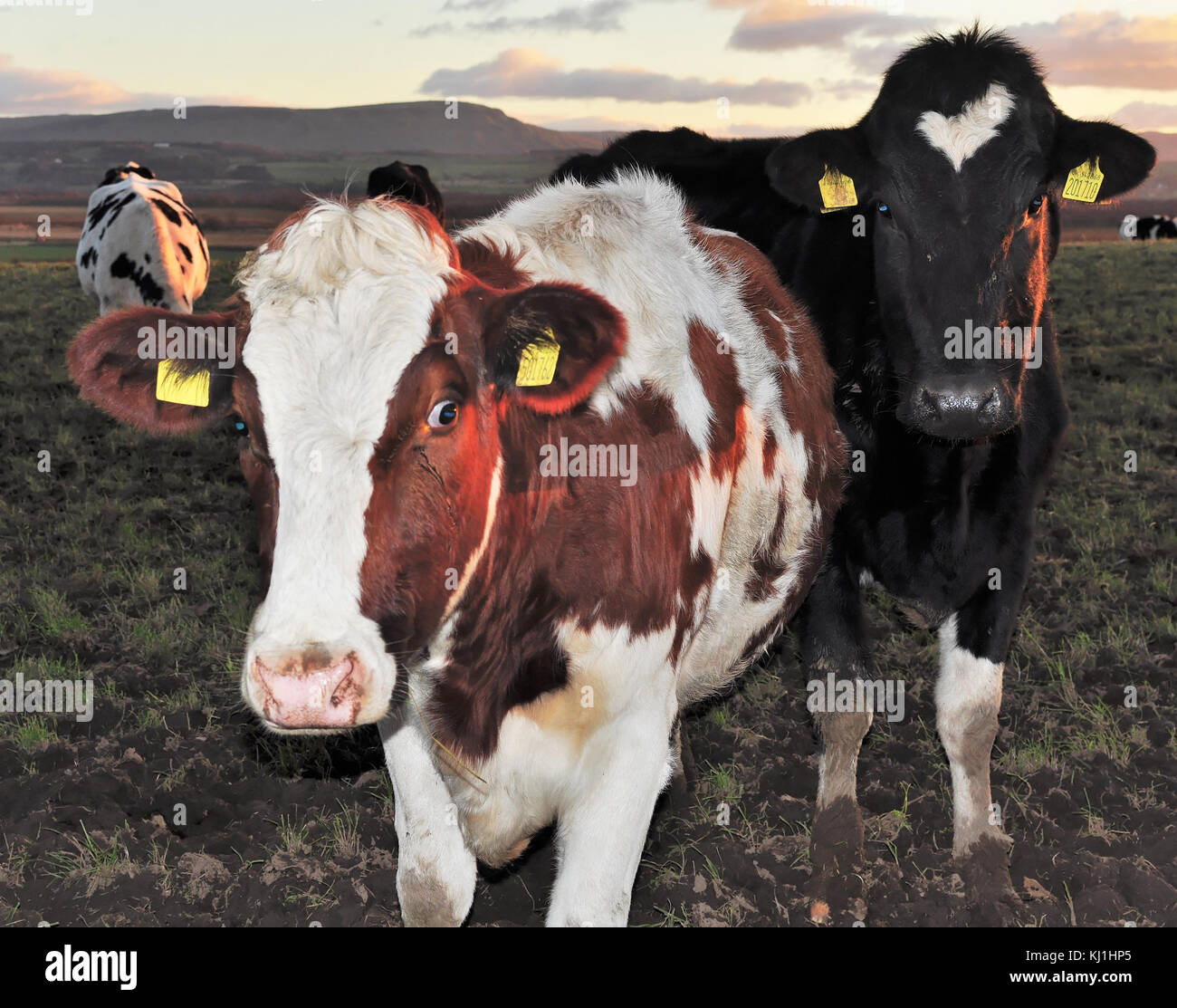 Les vaches dans les pâturages - Boeuf - lait Banque D'Images