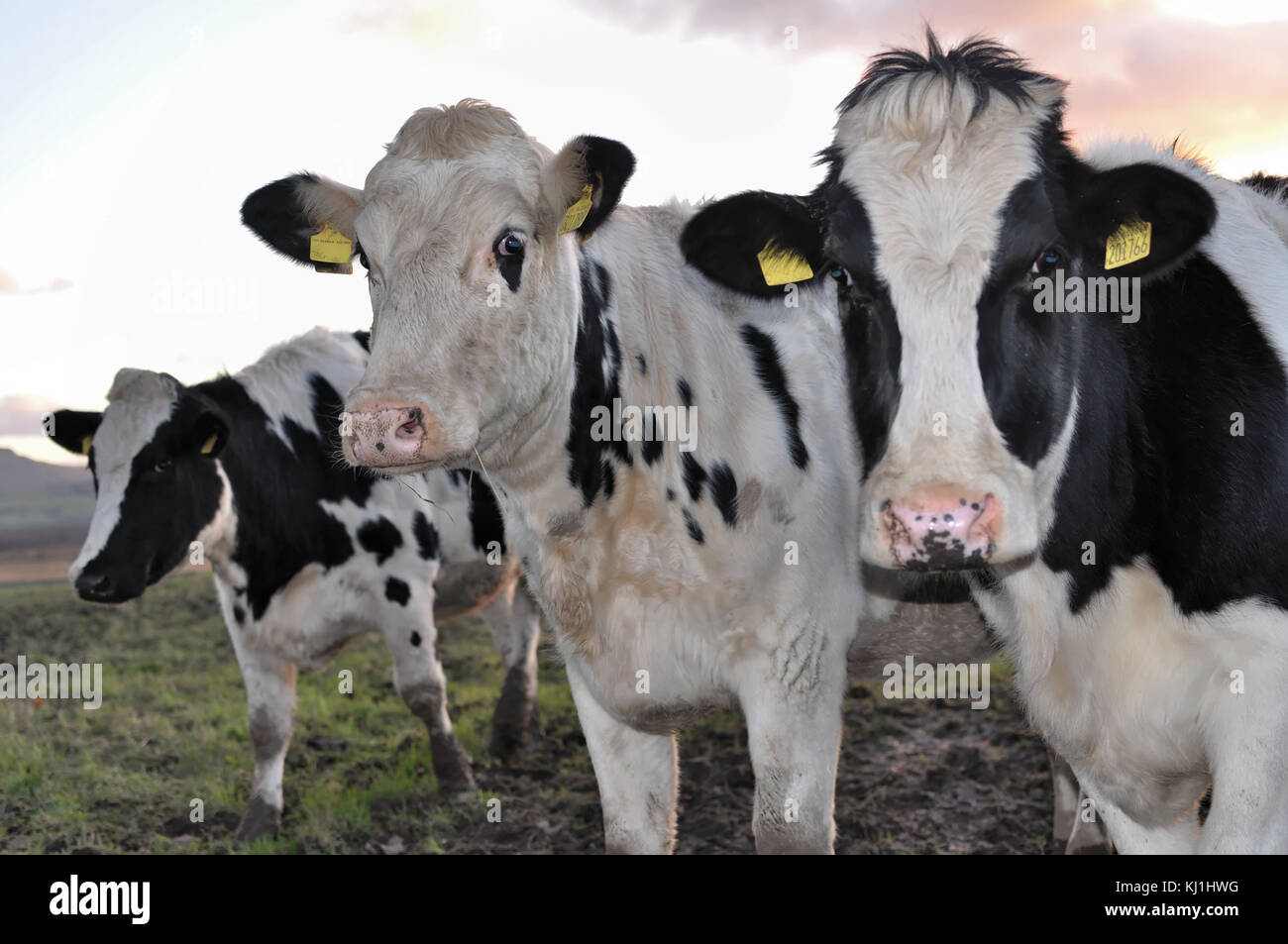 Les vaches dans les pâturages - Boeuf - lait Banque D'Images