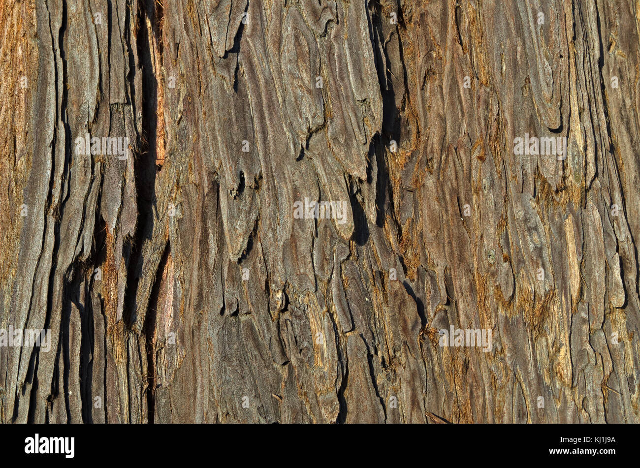 La texture du bois de pin espagnol. Abies pinsapo. Castelo de Vide, Portugal Banque D'Images