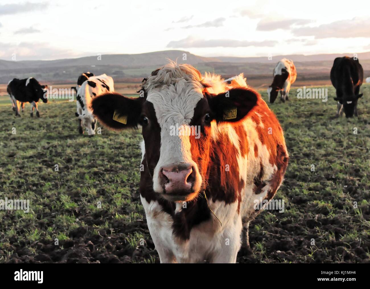 Les vaches dans les pâturages - Boeuf - lait Banque D'Images