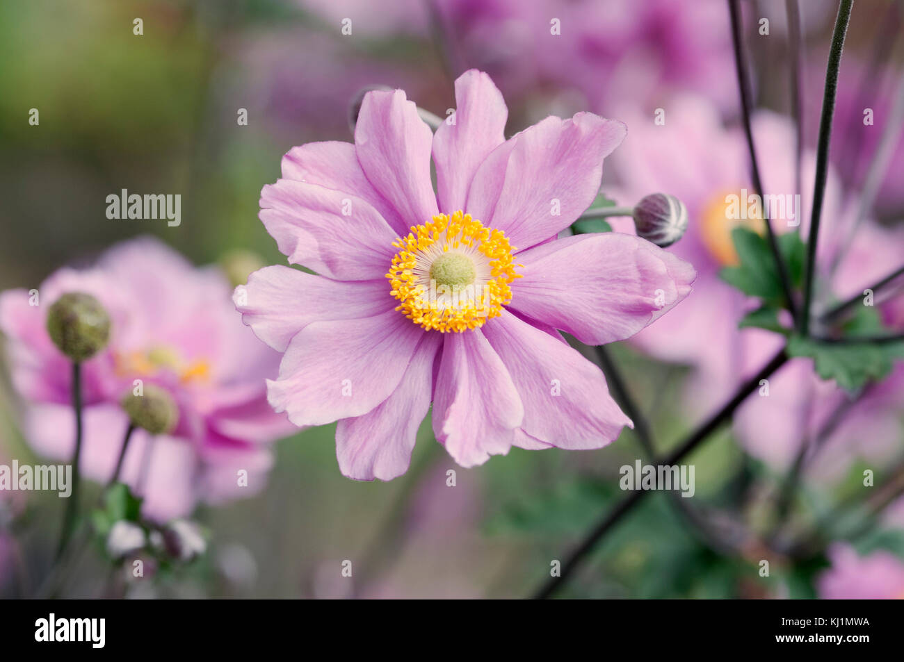 ANEMONE X HYBRIDA DAME GILMOUR Banque D'Images