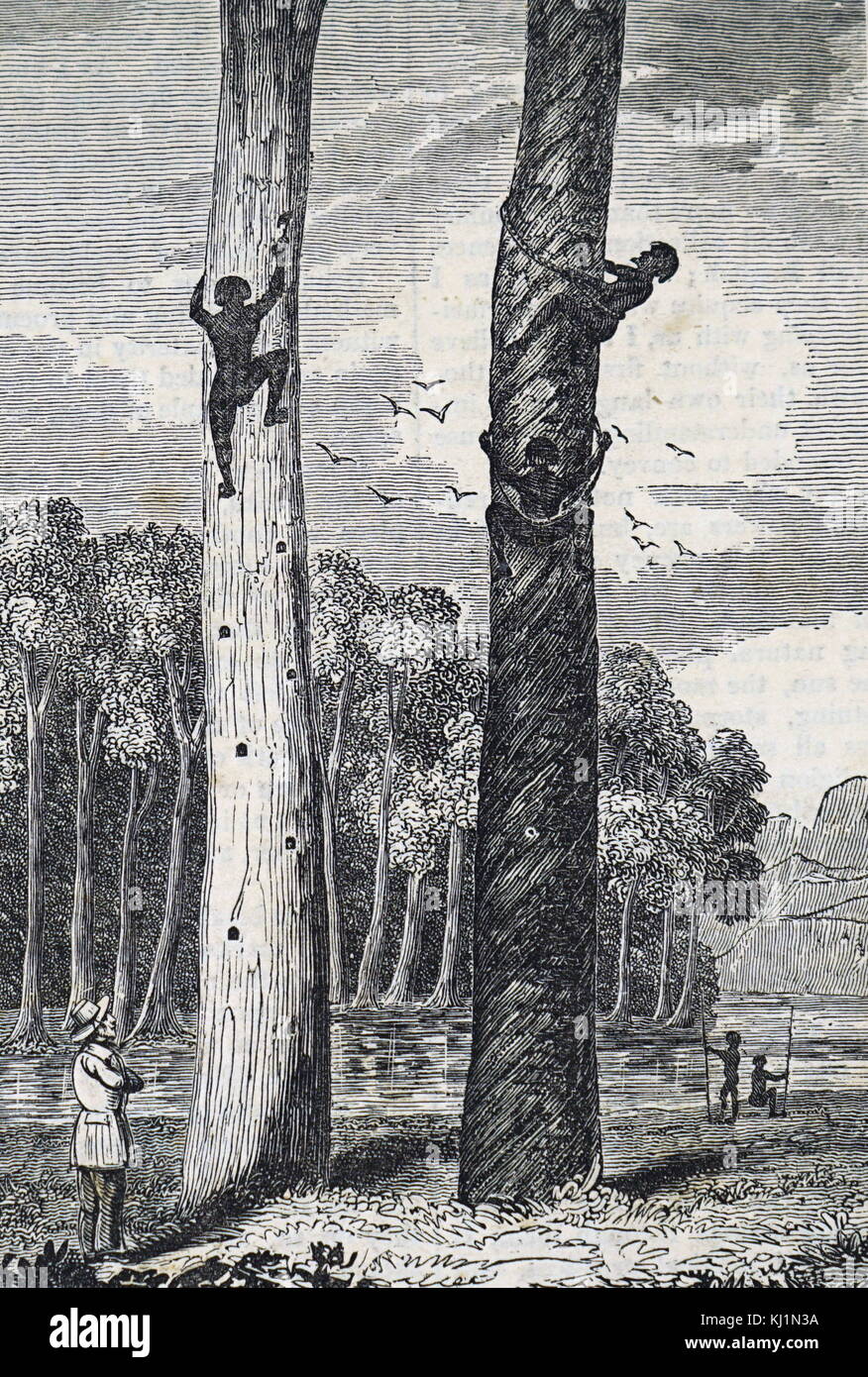 Gravure représentant des aborigènes australiens de grimper dans les arbres. En date du 19e siècle Banque D'Images