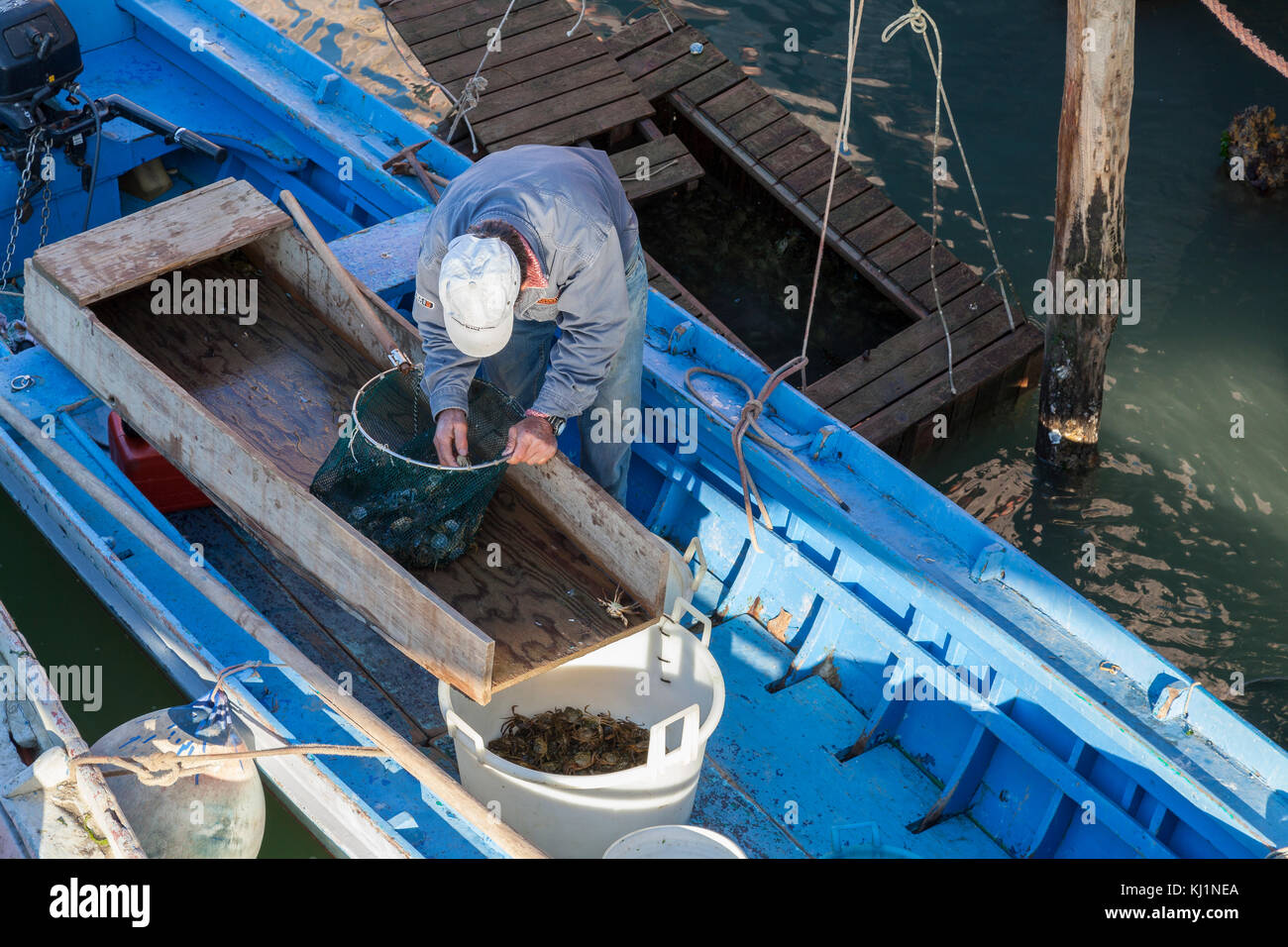 Pêcheur vénitien Moeche récolte ou les crabes mous qui jettent leur carapace en automne et au printemps à partir d'un piège dans le lagon, un tri à partir de t Banque D'Images