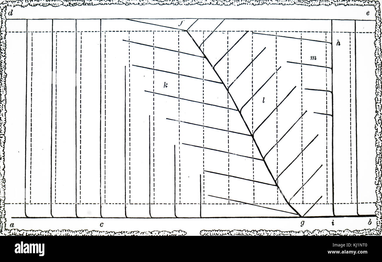 Gravure représentant un plan de masse pour le drainage d'un champ. A,b) drain principal avec des drains de haut en bas du champ. En raison de la sous-sol inégal, les drains principaux f,g) sont nécessaires. En date du 19e siècle Banque D'Images