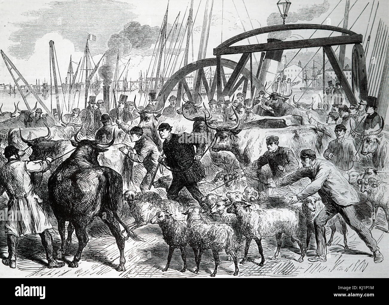 Gravure représentant l'inspection de boeufs au Metropolitan marché au bétail à Londres, au cours de l'épidémie de la peste bovine (Rinderpest). En date du 19e siècle Banque D'Images