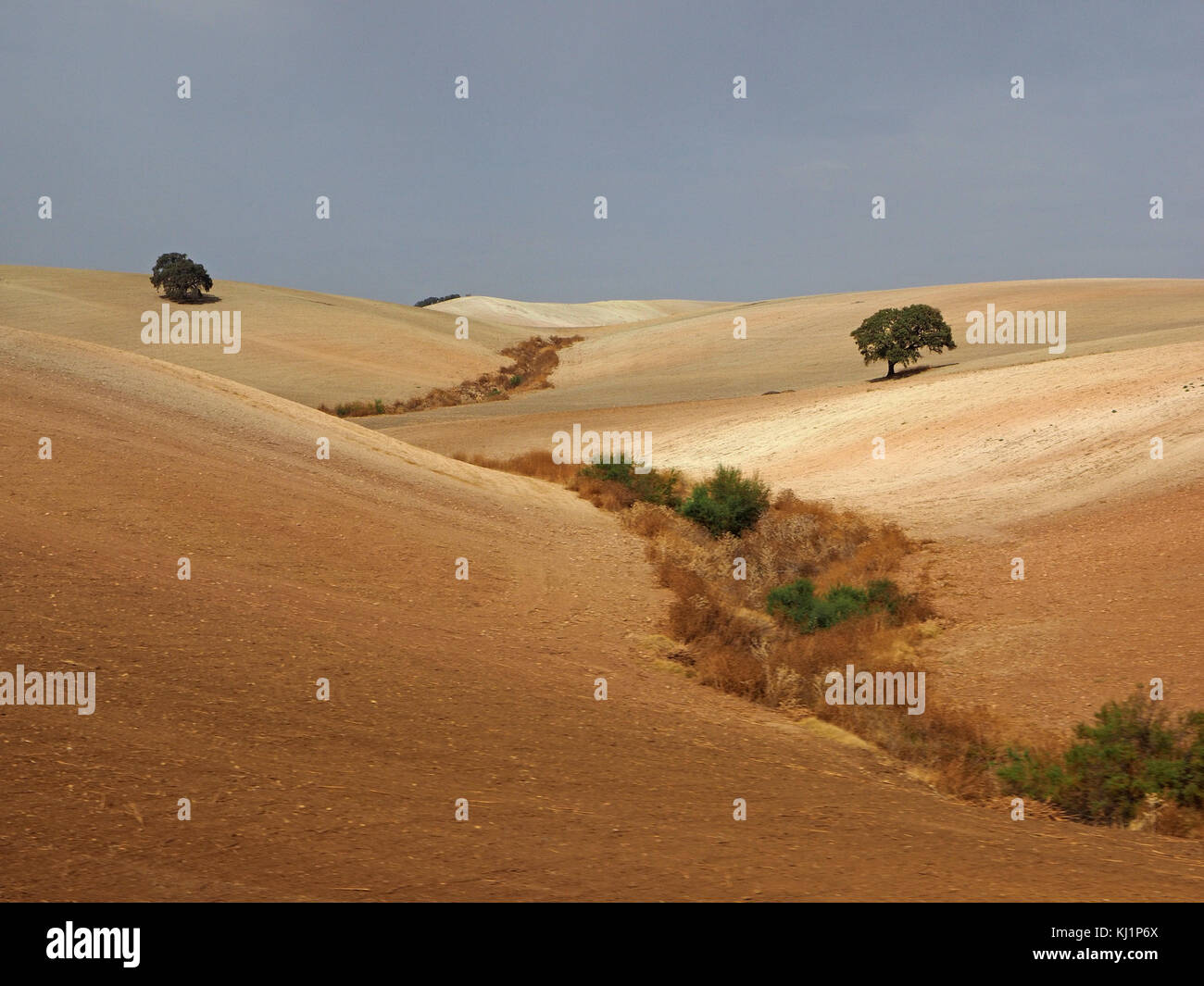 Le paysage andalou agrémenté d'arbres et un sol sec au sud de Séville, Espagne Banque D'Images