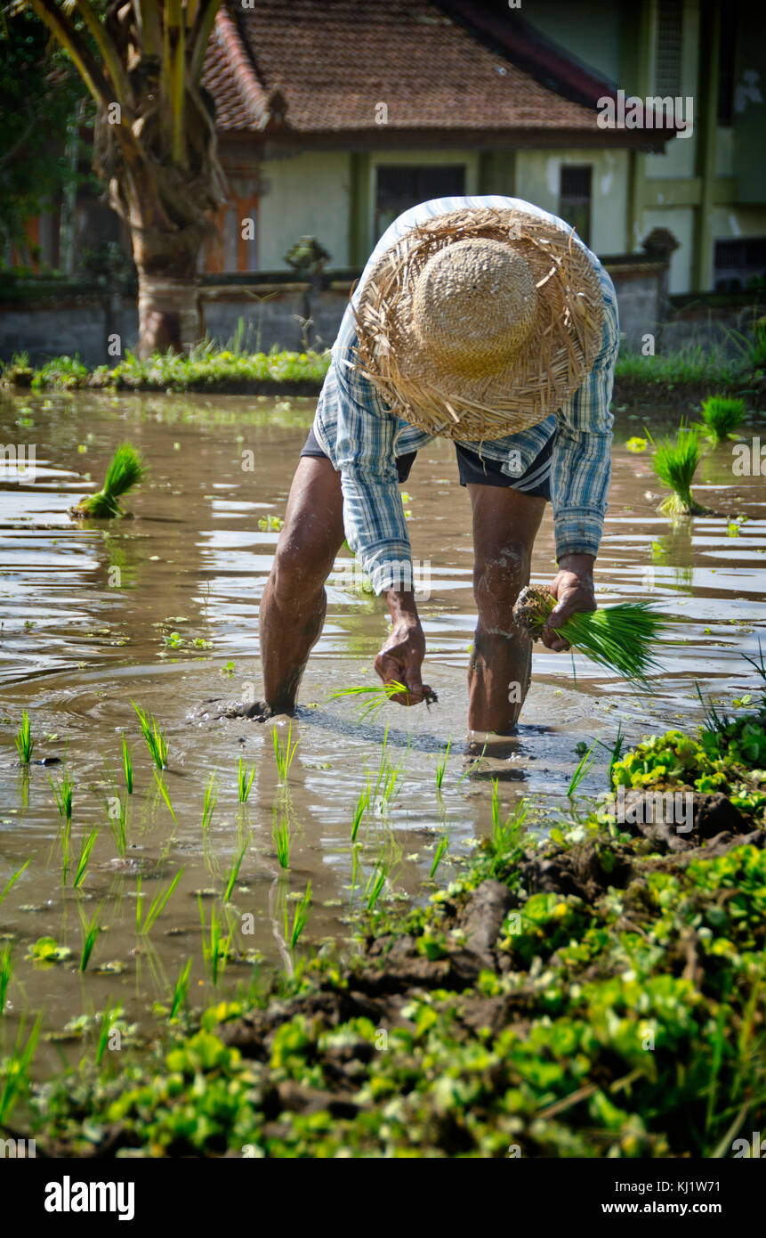 Paysans cultivant le riz en rizière dans le centre de Bali Indonésie Banque D'Images