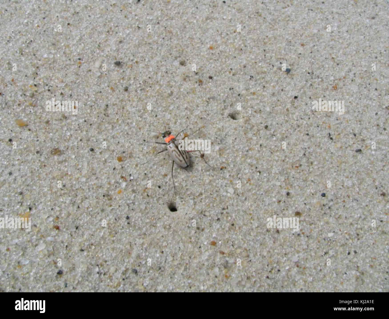 Le coléoptère tigre du nord-est (Cicindela dorsalis dorsalis) est une espèce de coléoptère tigre que l'on trouve le long des plages de sable du nord-est des États-Unis. Il est connu pour ses déplacements rapides et ses habitudes de prédation. Banque D'Images