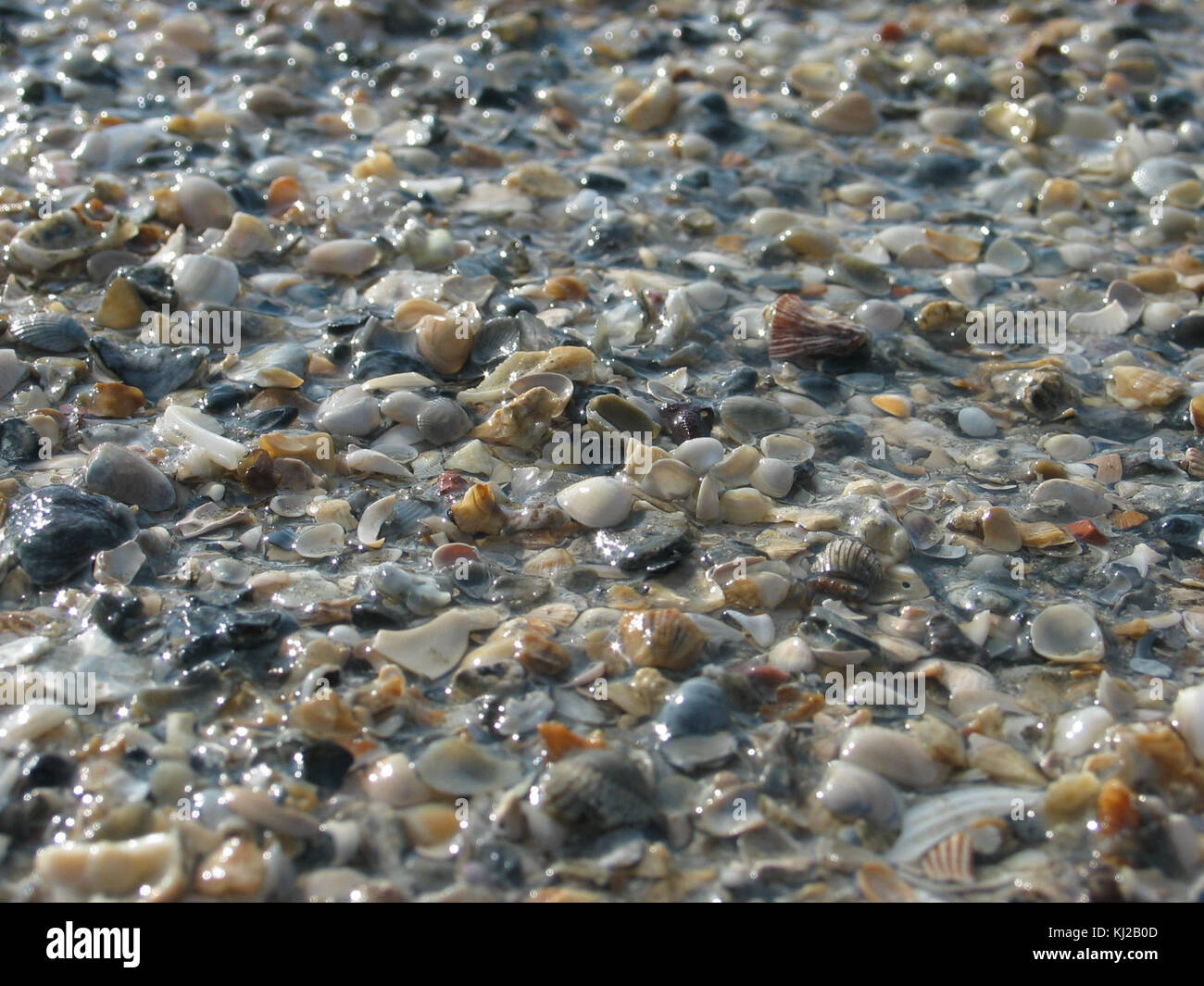 Coquillages et cailloux rochers sur la plage Banque D'Images