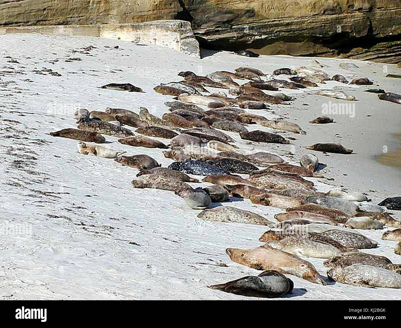 Cette image montre des phoques sur une plage de sable, probablement capturés dans un environnement côtier naturel. Il reflète le comportement des phoques dans leur habitat naturel, donnant un aperçu de leur interaction sociale et environnementale. Banque D'Images