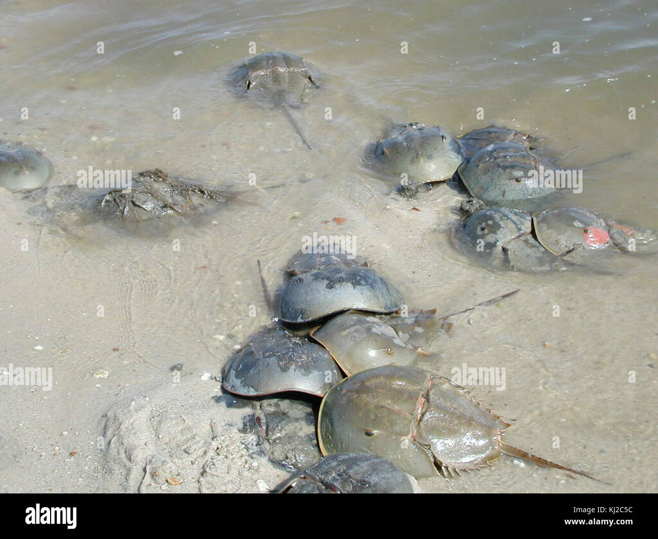 Les crabes en fer à cheval, arthropodes marins, sont montrés dans l'eau, illustrant leurs exosquelettes durs et leur forme corporelle distinctive, souvent étudiés pour leur importance biologique. Banque D'Images