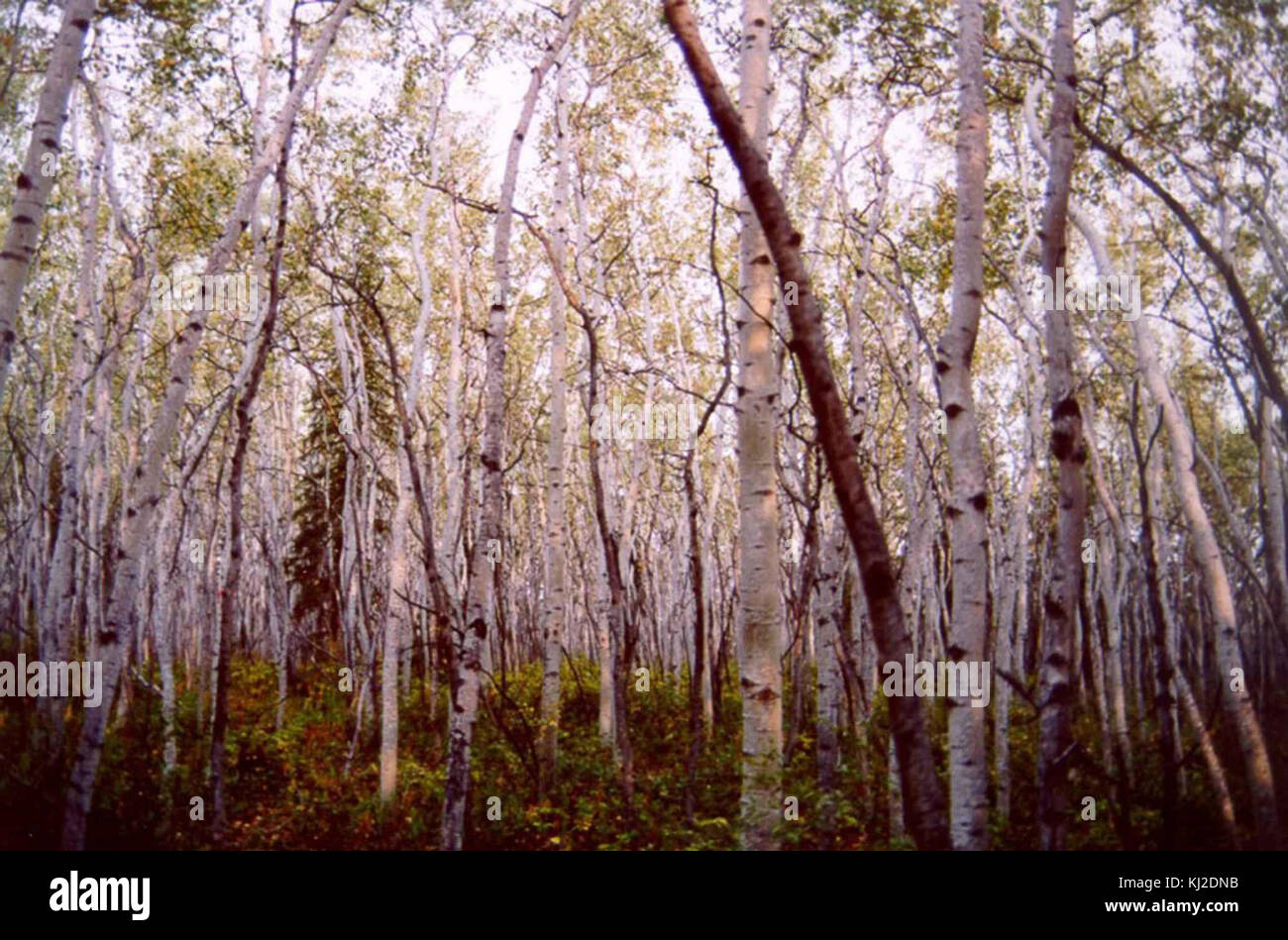 Forêt de trembles dans Yukon Flats National Wildlife Refuge Banque D'Images