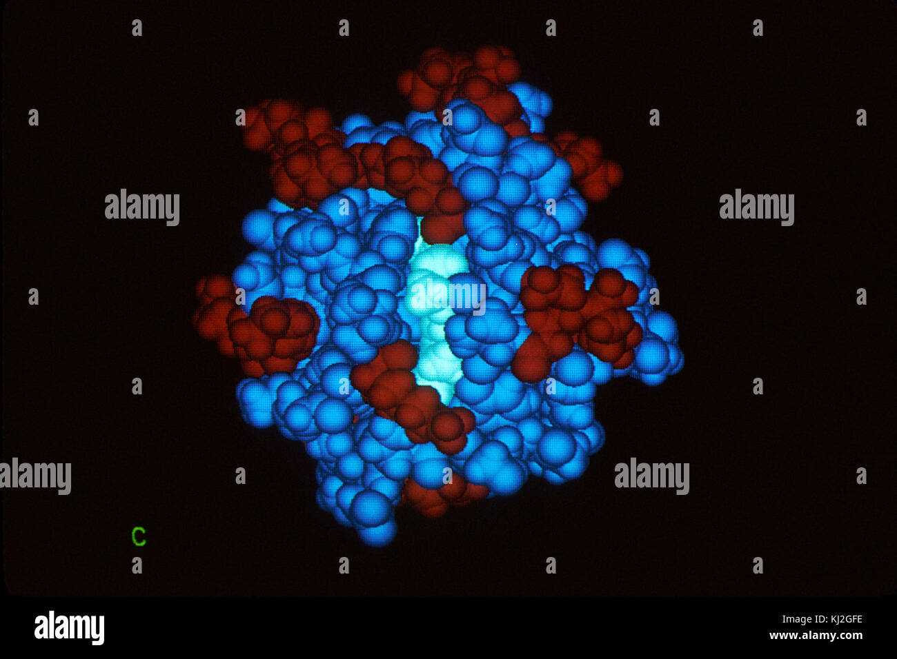 La cytochrome c de l'ordinateur Banque D'Images