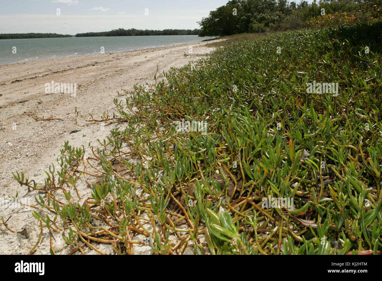 Les plantes qui poussent sur le bord haut de la plage de sable blanc Banque D'Images