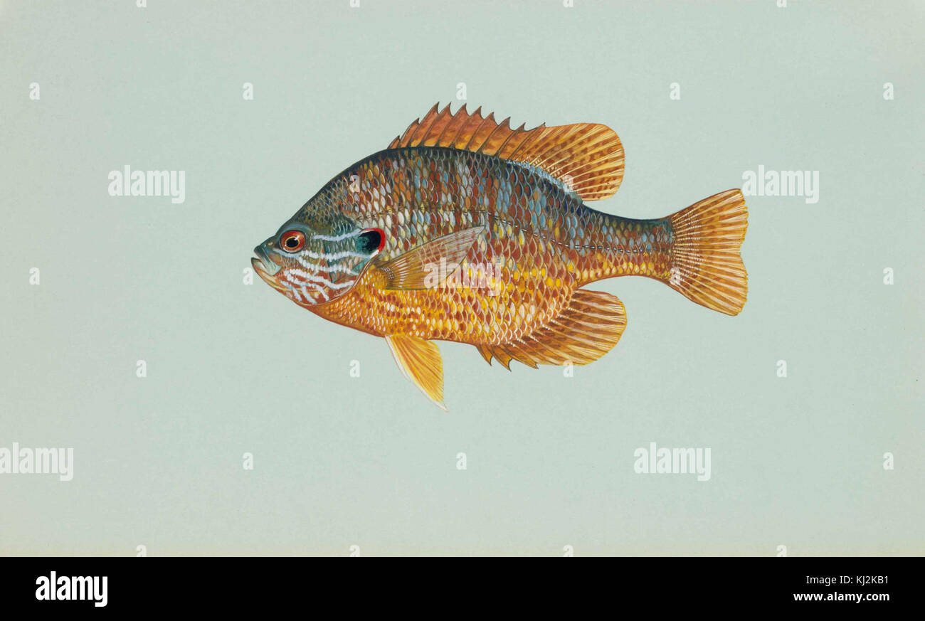 Le poisson à graines de citrouille (Lepomis gibbosus) est une espèce originaire d'Amérique du Nord, connue pour ses couleurs vives et sa forme distinctive. Il habite les lacs et les rivières d'eau douce. Banque D'Images