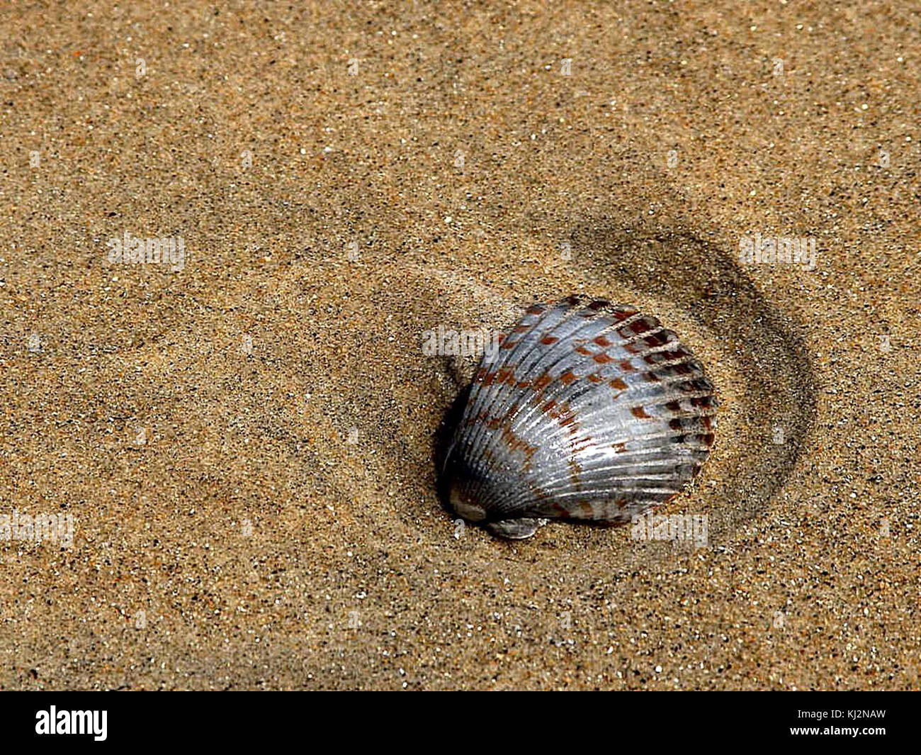Sable coquilles Banque D'Images