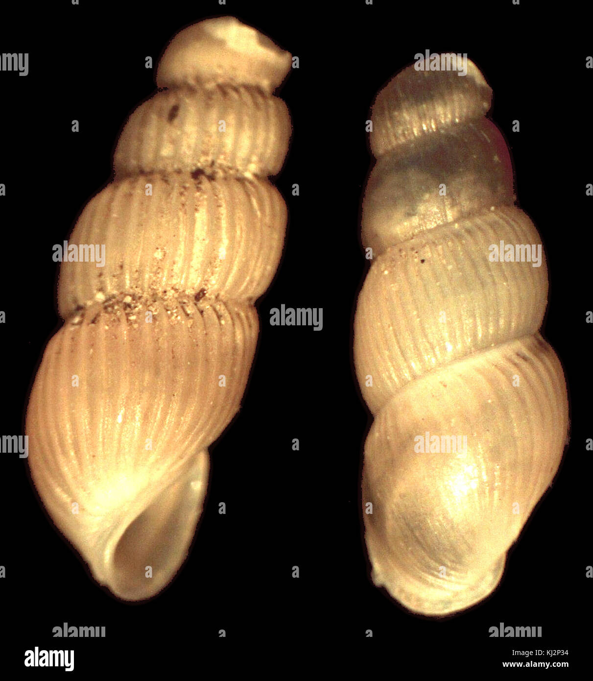 Truncatella scalarina est une espèce d'escargot terrestre connue pour sa forme de coquille distinctive. On le trouve souvent dans les régions tropicales et subtropicales, en particulier dans les zones côtières. Banque D'Images
