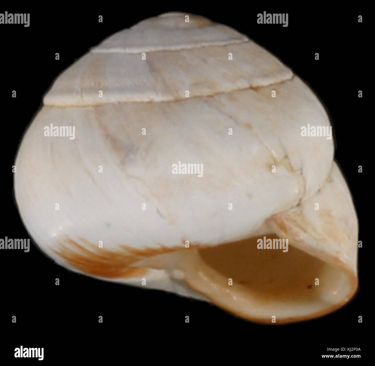 Sphincterochila candidissima Banque D'Images