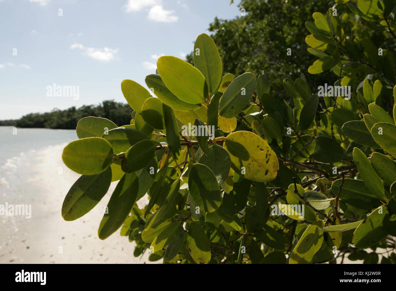 L'image offre une vue rapprochée des feuilles rouges de mangrove, mettant en valeur leur forme et leur texture distinctives. Les mangroves rouges sont une partie essentielle des écosystèmes côtiers, fournissant un habitat et une protection à diverses espèces marines. Banque D'Images
