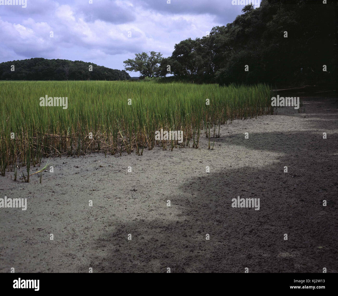Cette image capture la vue panoramique de l'herbe verte vibrante poussant le long de la plage, contrastant avec le rivage sablonneux et le vaste océan au-delà. La végétation luxuriante suggère un environnement côtier naturel, avec l'atmosphère tranquille de la plage soulignant la beauté de la nature. Banque D'Images