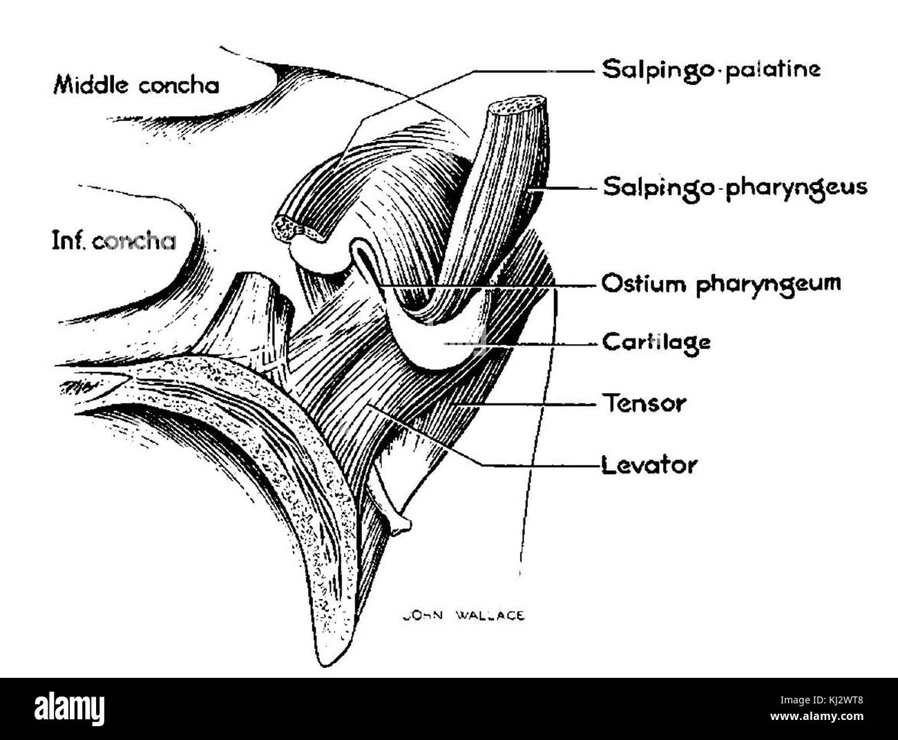 La dissection des muscles d'Eustache Banque D'Images