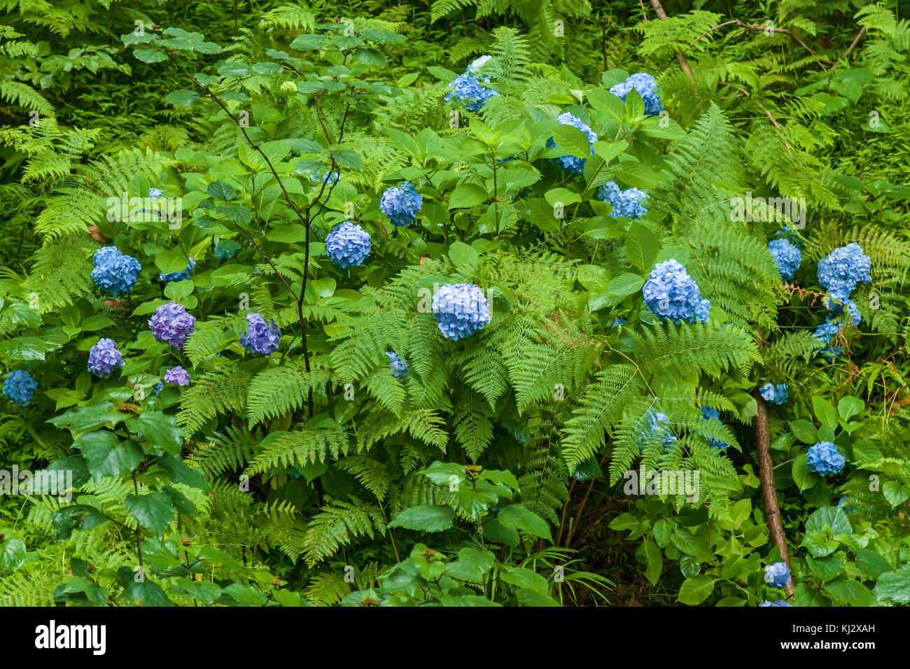 Hortensia bleu Hortensia, fleurs hortensias bleus de l'été Banque D'Images
