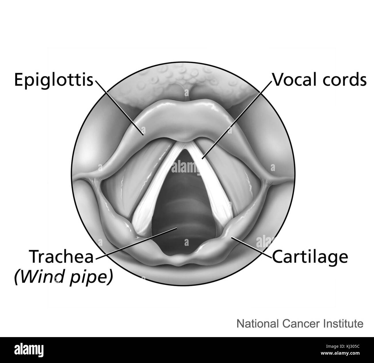 Le larynx (vue de dessus) Banque D'Images