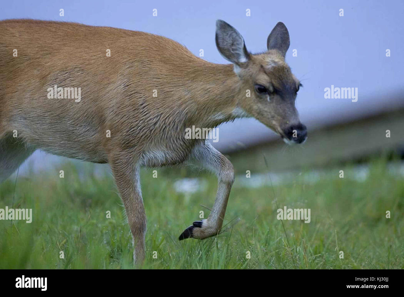 Le cerf noir Sitka close up of animal Odocoileus hemionus sitkensis Banque D'Images