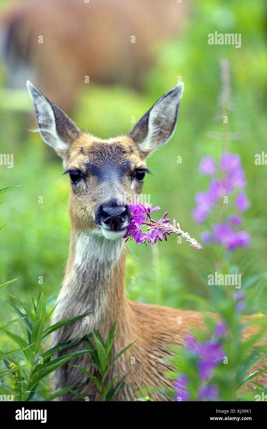 Le cerf noir Sitka avec fireweed Banque D'Images