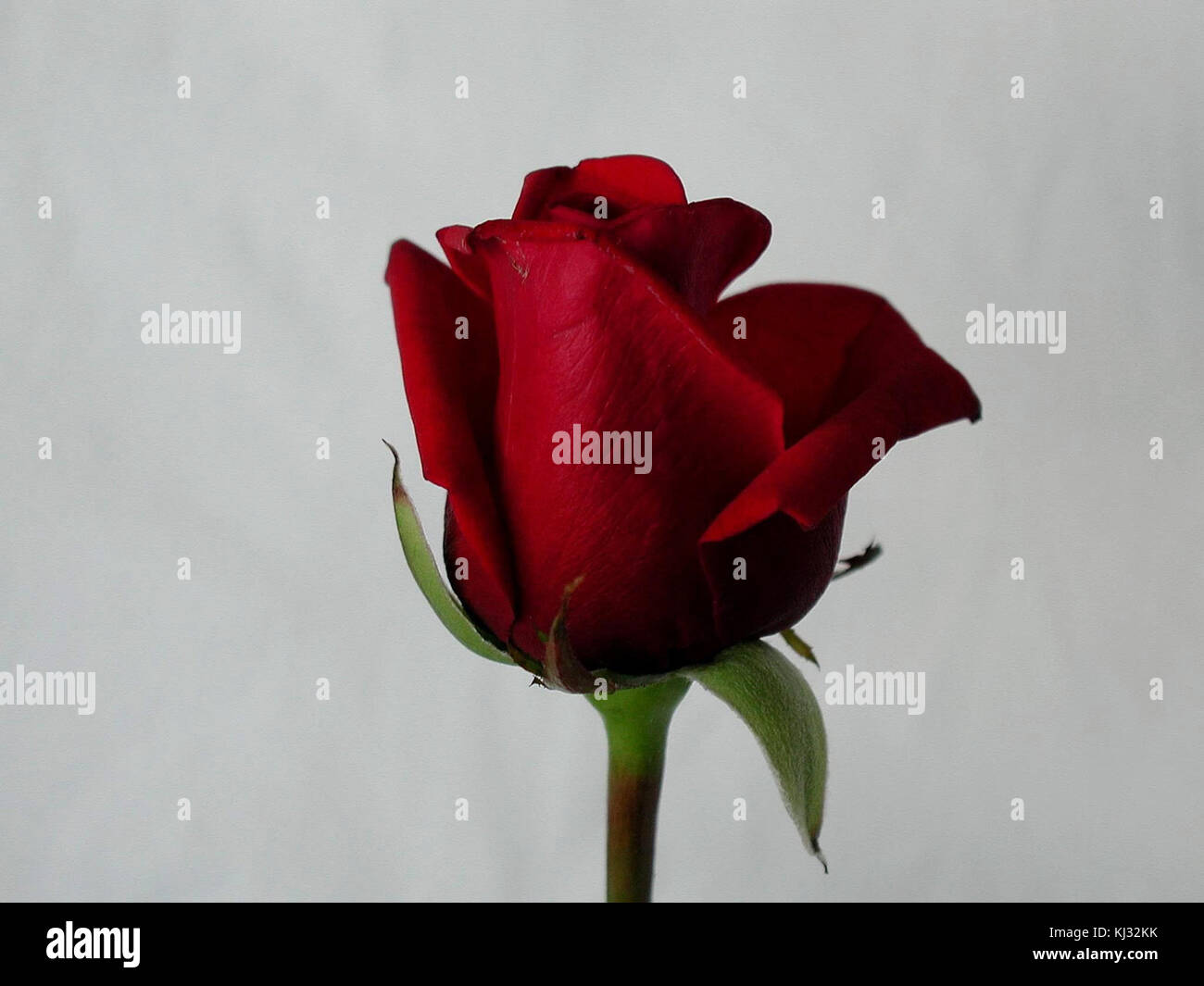 Une image détaillée d'une rose avec des pétales rouges vibrants, soulignant les textures complexes et la beauté de cette fleur populaire. L'image souligne la symétrie naturelle et la structure délicate de la rose. Banque D'Images