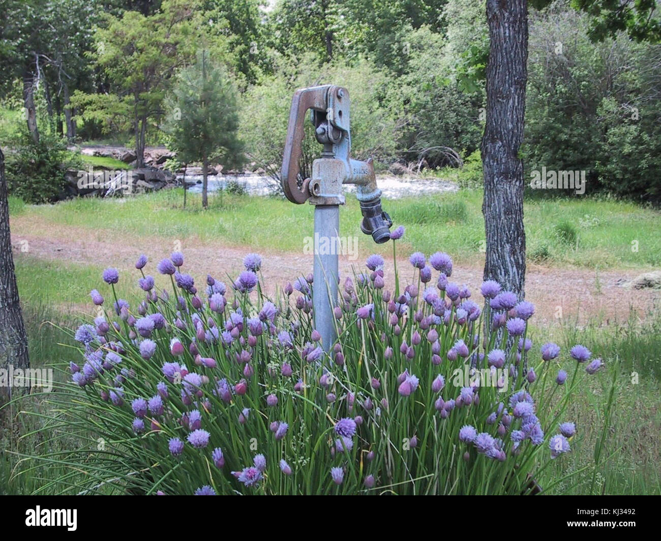 Une image botanique mettant en vedette des fleurs de jet d'eau, connues pour leur forme distinctive et leurs couleurs vibrantes. Ces fleurs sont communément associées à des zones humides ou à des écosystèmes côtiers spécifiques, ce qui souligne le rôle de ces plantes dans les environnements naturels basés sur l'eau. Banque D'Images