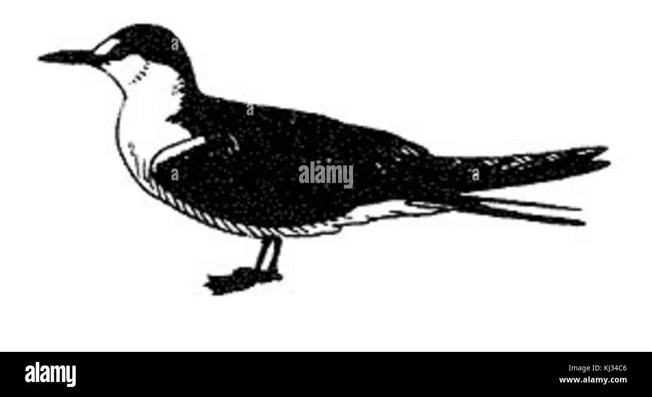 Sterna fuscata, ou sterne écossaise, est un oiseau de mer trouvé dans les régions tropicales et subtropicales. Connue pour son bec pointu et pointu et ses élégants modèles de vol, cette sterne est un chasseur habile, plongeant pour les poissons dans les eaux côtières. Banque D'Images